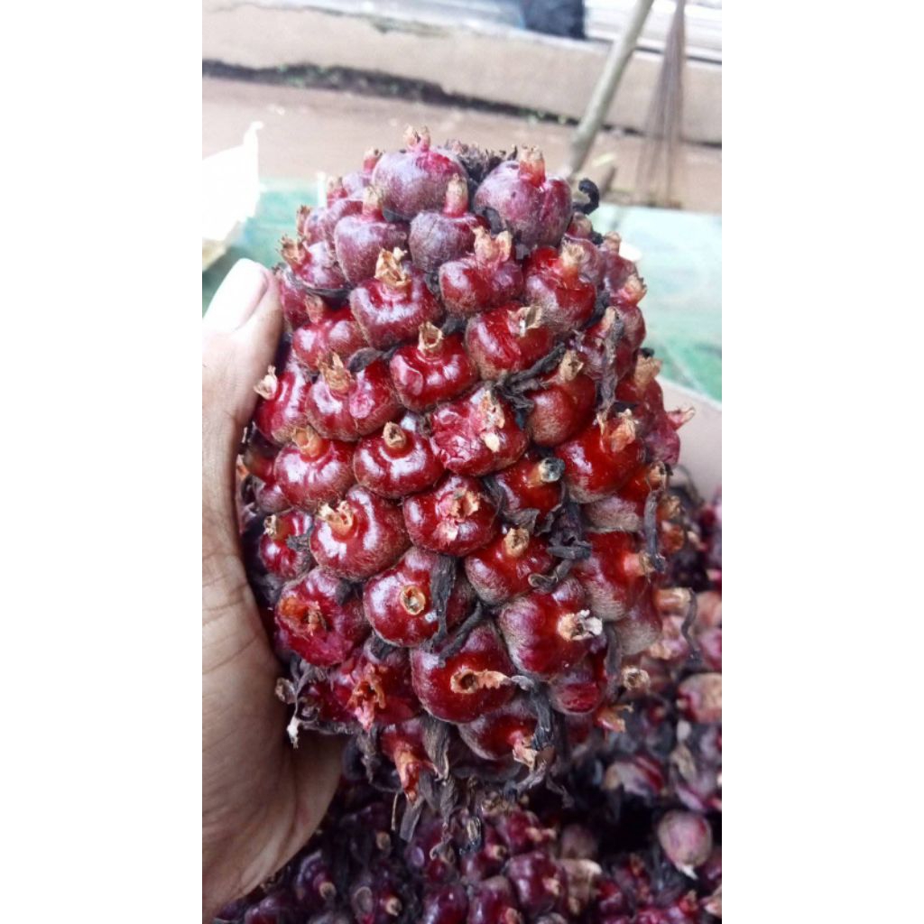 

HONJE LAKA (buah kecombrang) SEGAR FRESH 1KG