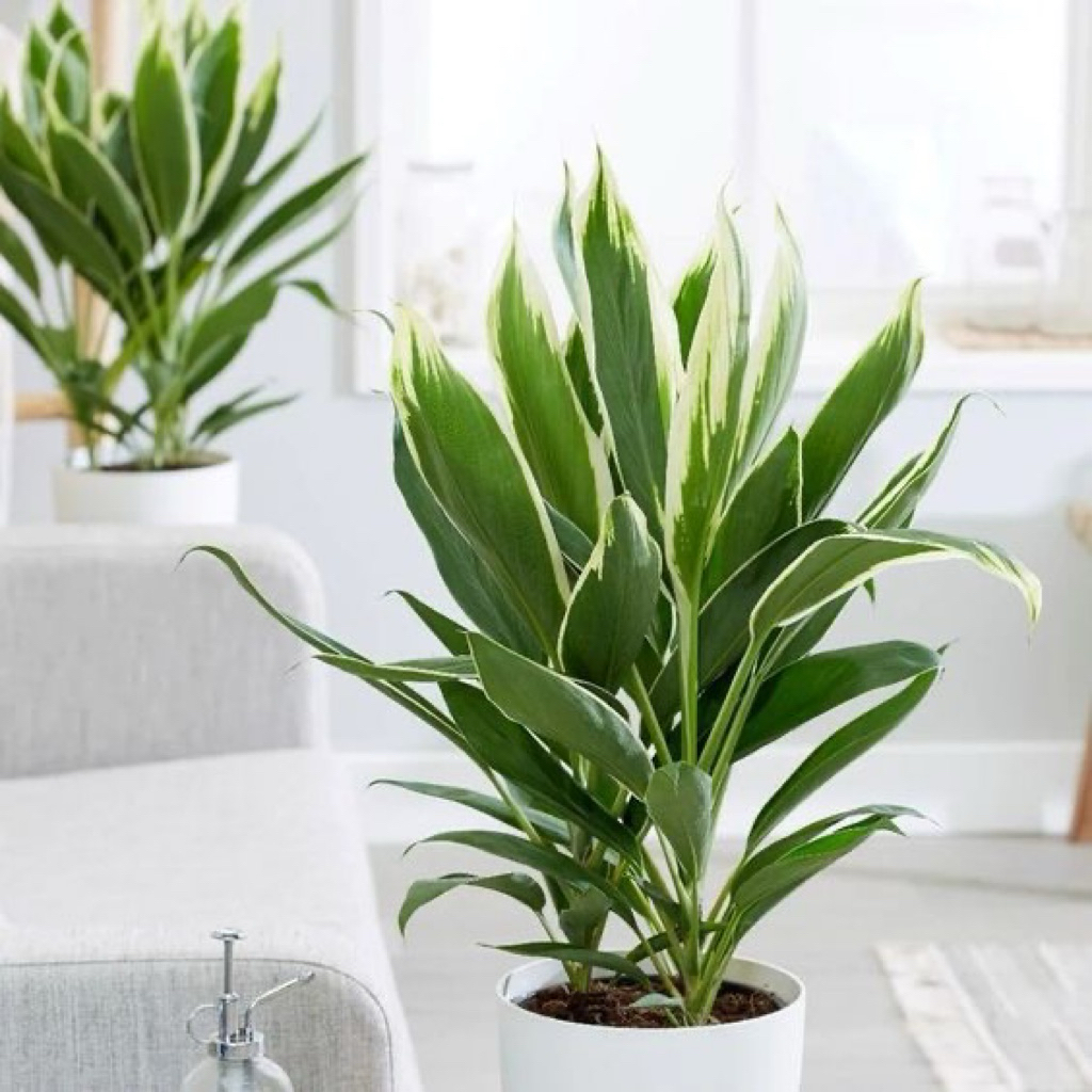 tanaman hias anjuang hijau - hanjuang hijau - andong ijo - cordyline