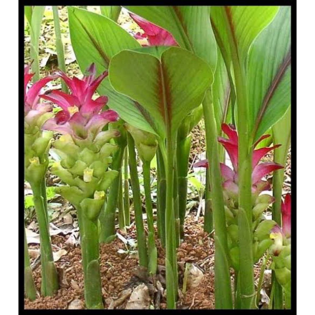 

Temulawak segar 1 kg