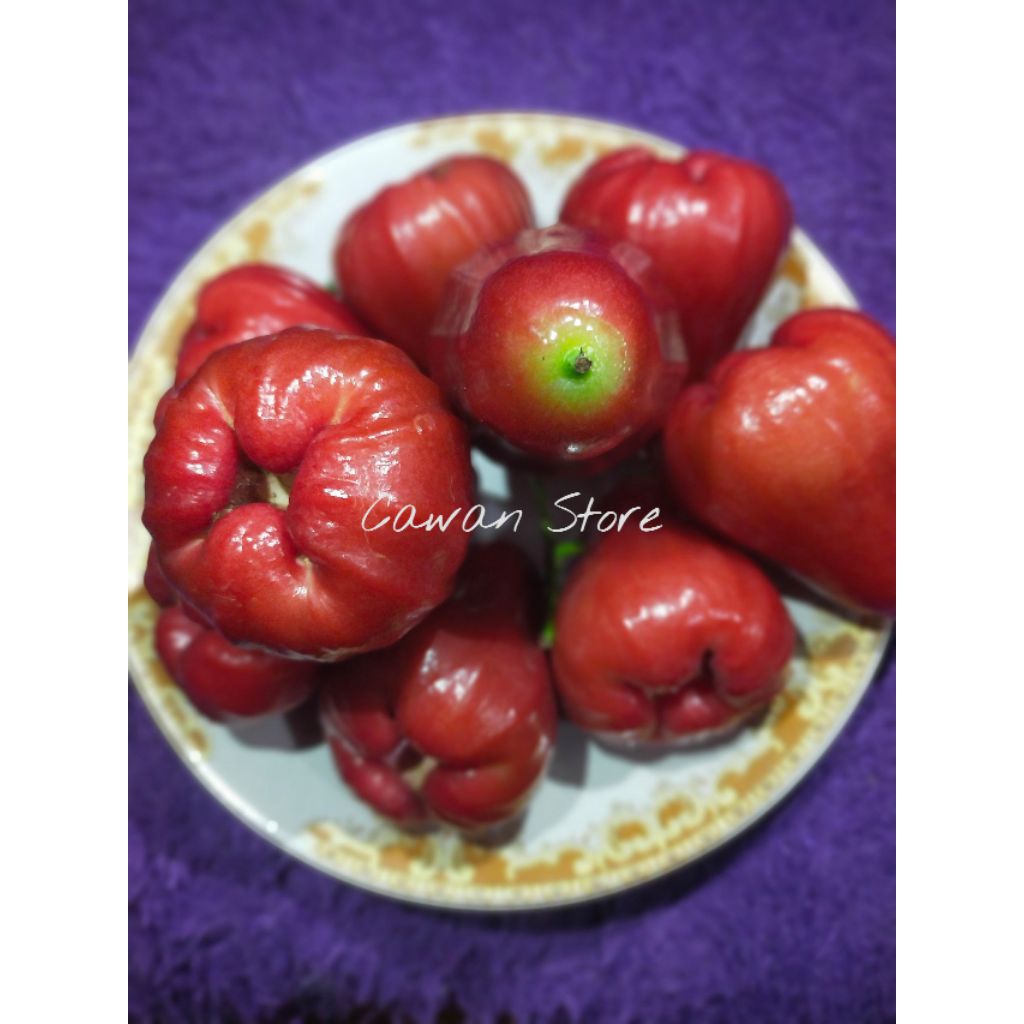 

Jambu Citra Fresh 1kg