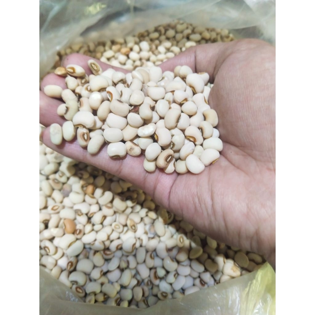 

KACANG TUNGGAK/TOLO/LENTO KUALITAS SUPER