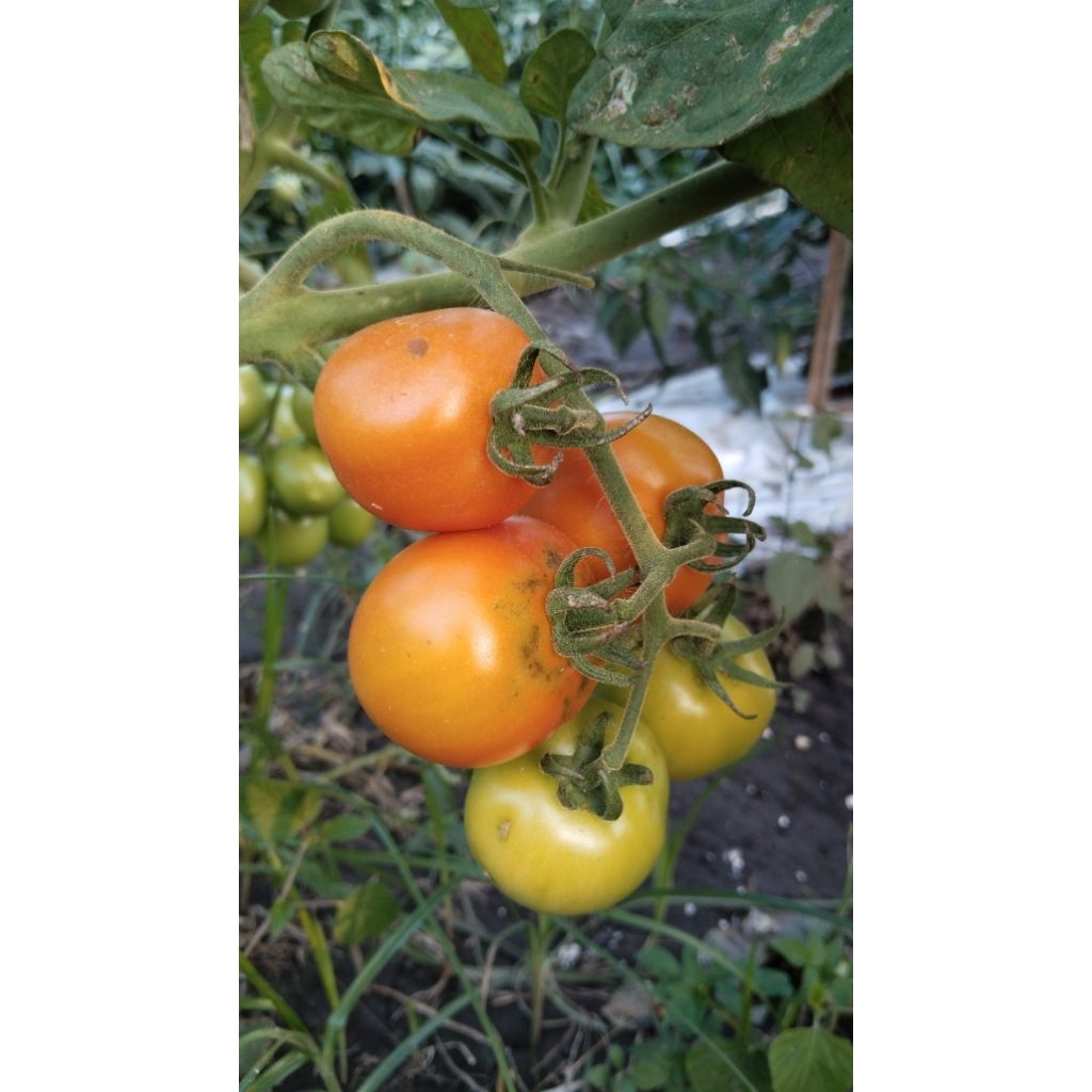 

TOMAT 1 KG FRESH DARI PETANI