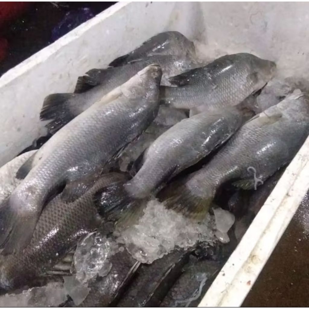 

ikan kakap putih segar 1kg ada pagi siang