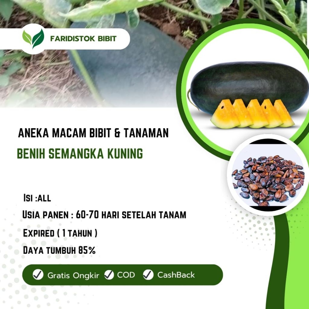 50 biji benih semangka kuning