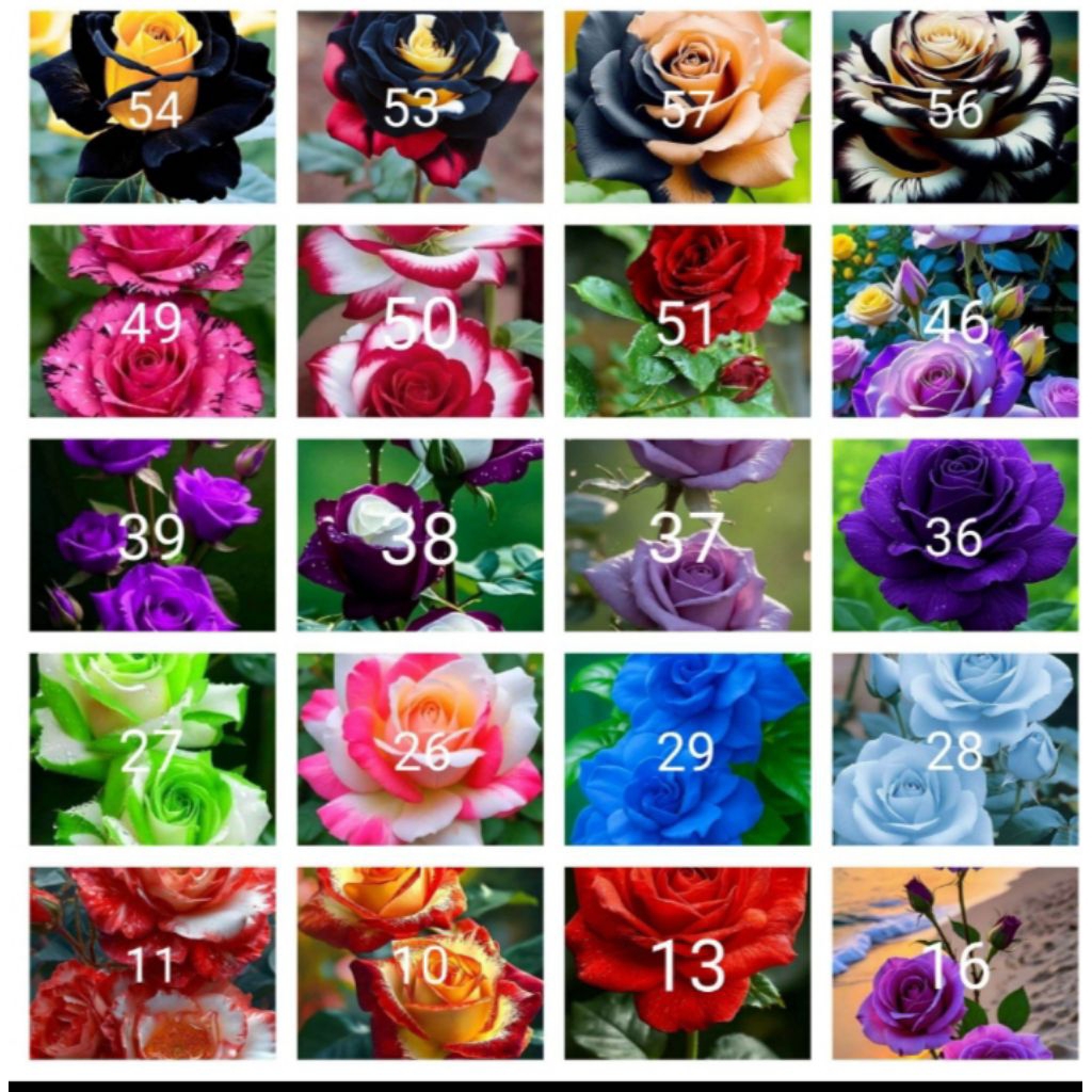 Tanaman hias bunga mawar paketv20 jenis2x bunga