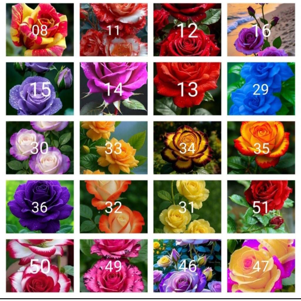 Tanaman hias bunga mawar paket 20 jenis2x bunga