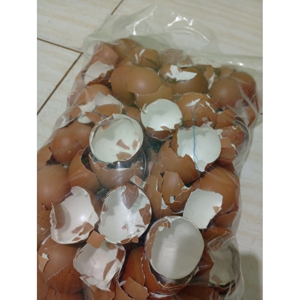 

CANGKANG TELUR TERMURAH