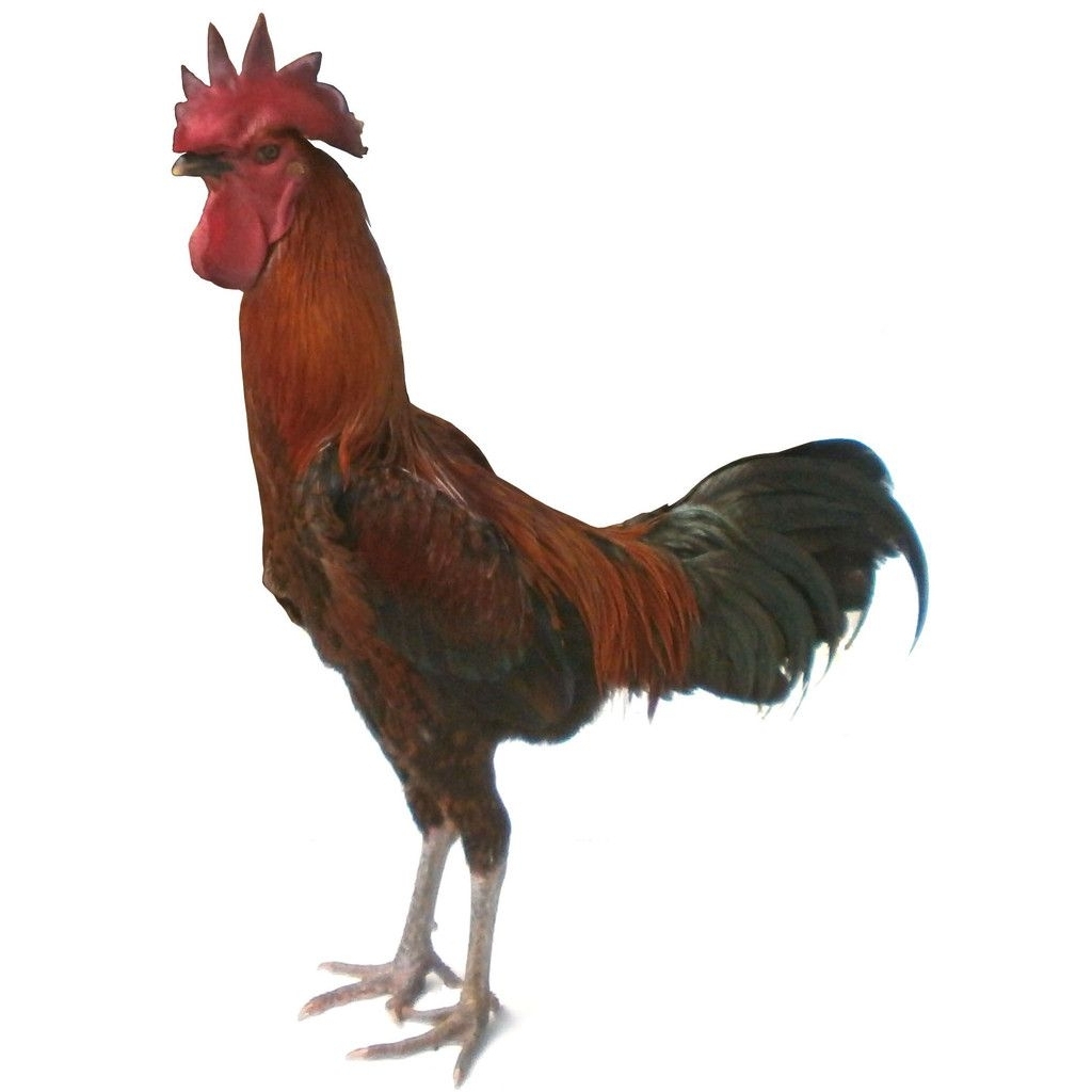 

Telur Tetas Ayam Pelung Fertil Durasi panjang Buat ditetaskan