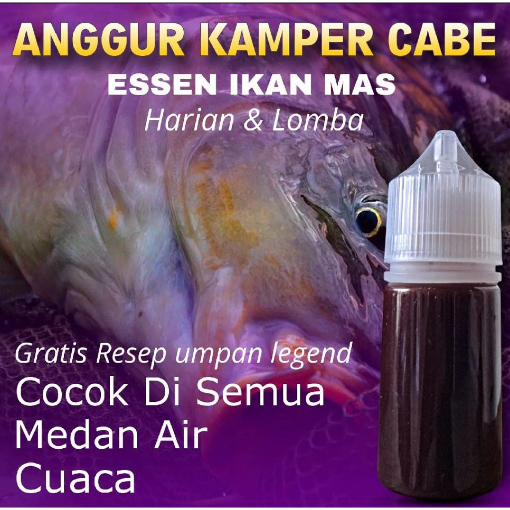 Essen ikan mas paling gacor, esen ikan mas amis wangi, esen ikan mas galapung/Galatama, esen ikan ma