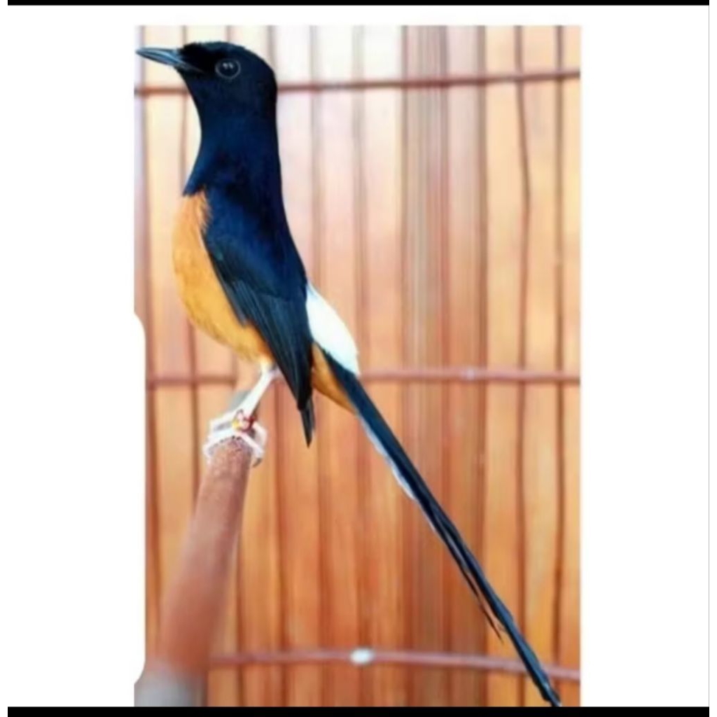 Murai Medan NON GEMBUNG JANTAN MULUS