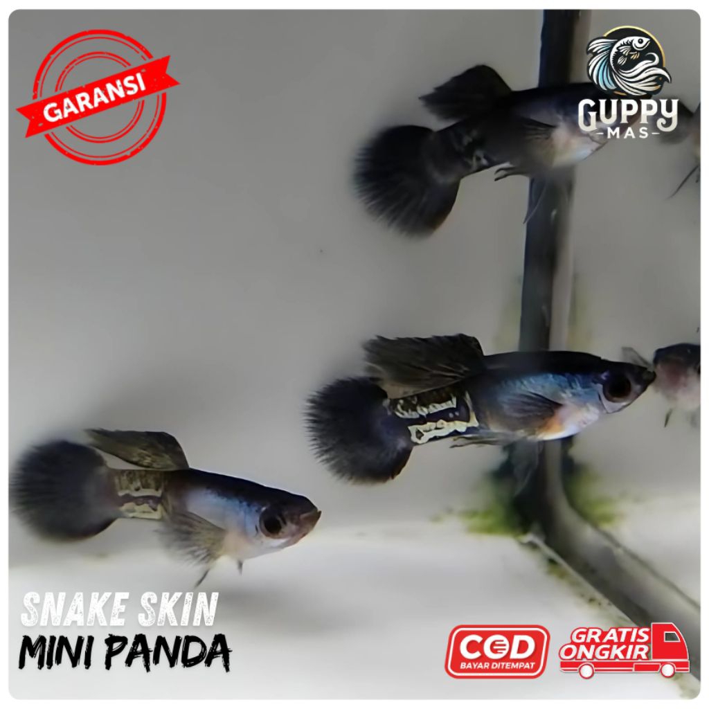 Hiasan Aquarium Guppy Mini Panda SnakeSkin Sepasang