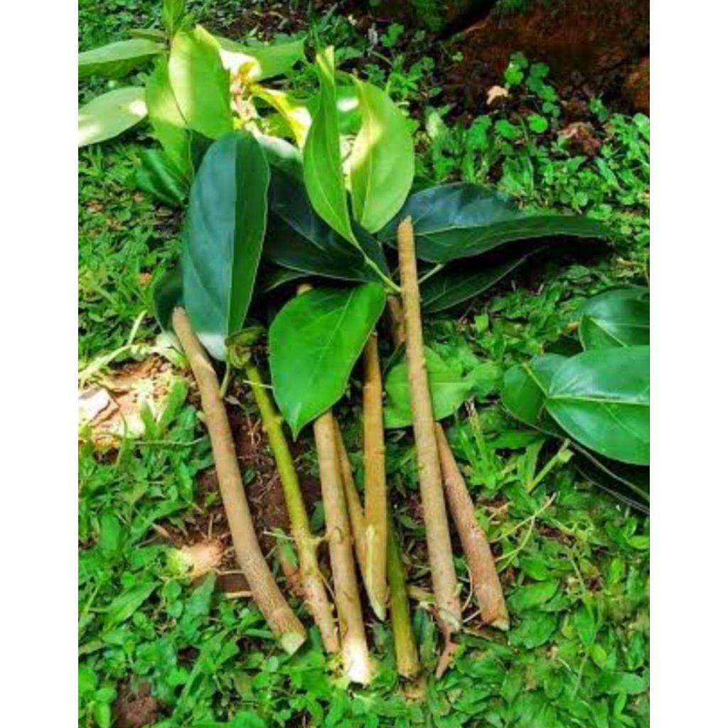 

Bibit stek pohon cincau isi 7 batang