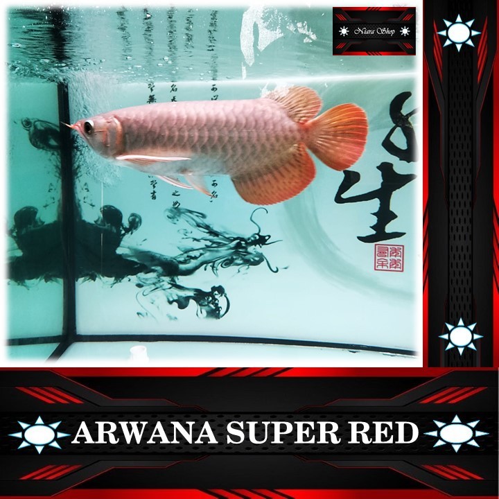 Ikan Arwana Super Red Lengkap Serti & Chip 100% Asli SR
