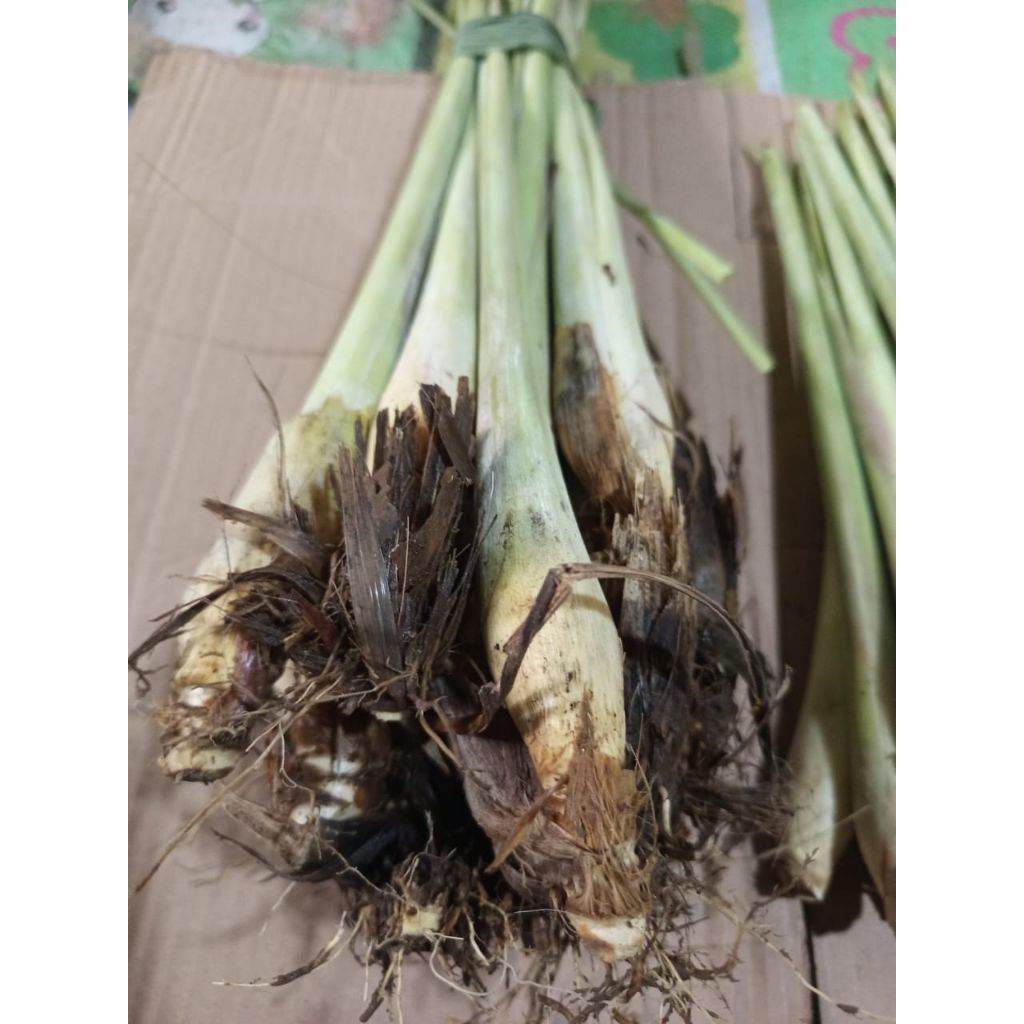 1kg bibit sereh gajah sereh jumbo asli