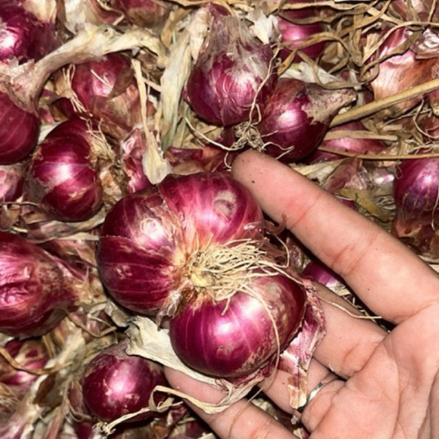 

BAWANG MERAH PROBOLINGGO UKURAN TANGGUNG BESAR