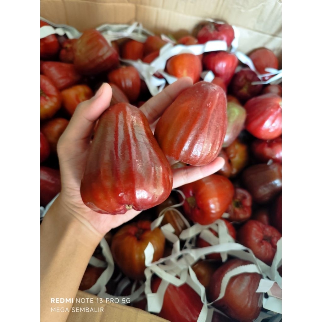 

Jambu Dalhari Mix Besar Sedang Kecil Kiloan