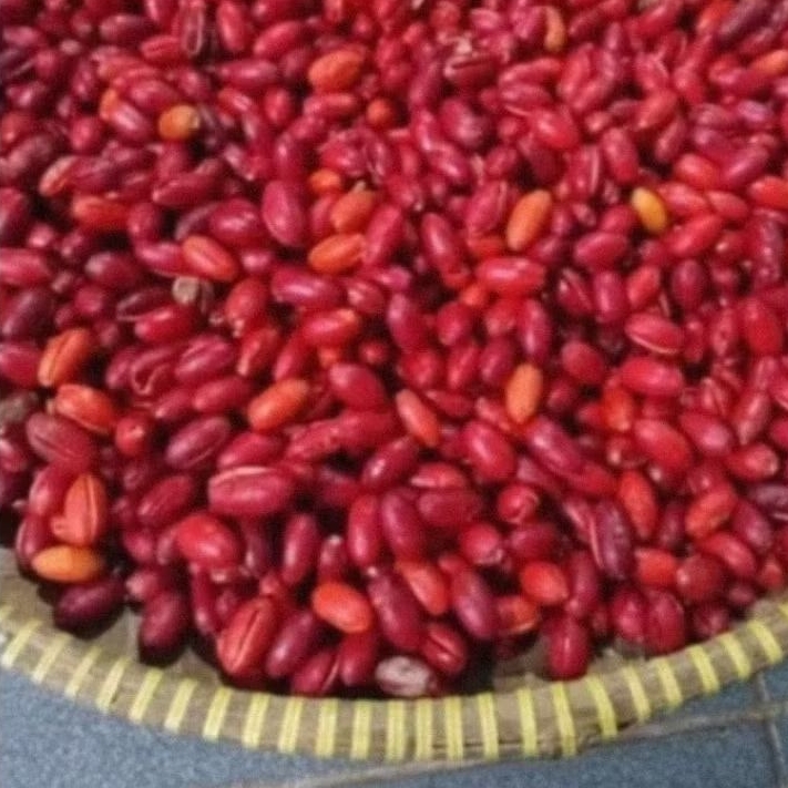 

KULIT MELINJO 1KG SEGAR SAYUR MALINJO MLINJO TANGKIL KULIT BUAH MELINJO