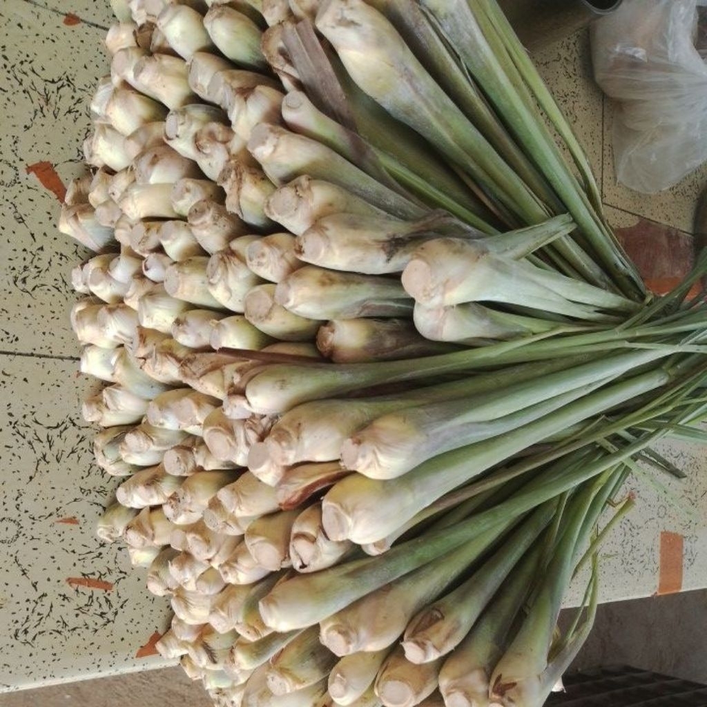 

Sereh Bangkok Pilihan Fresh 1KG