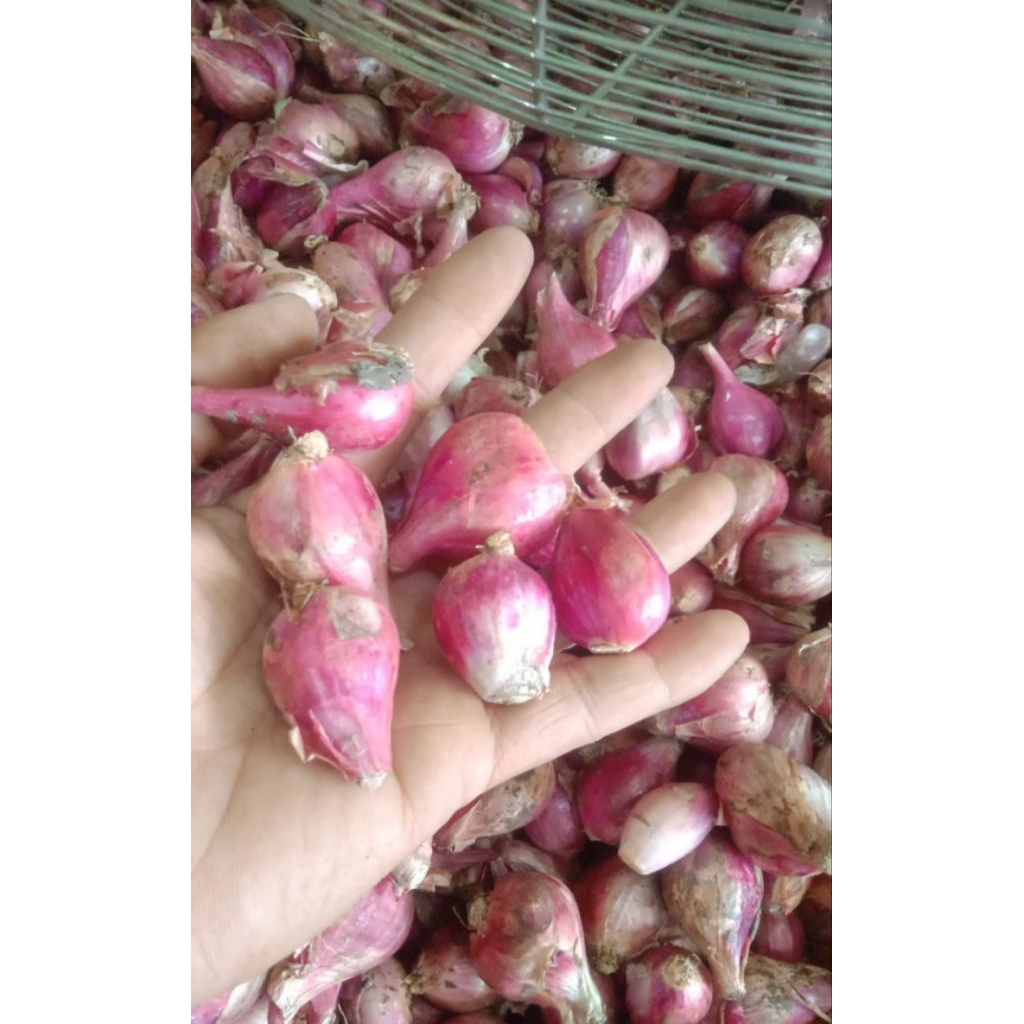 

Bawang Merah
