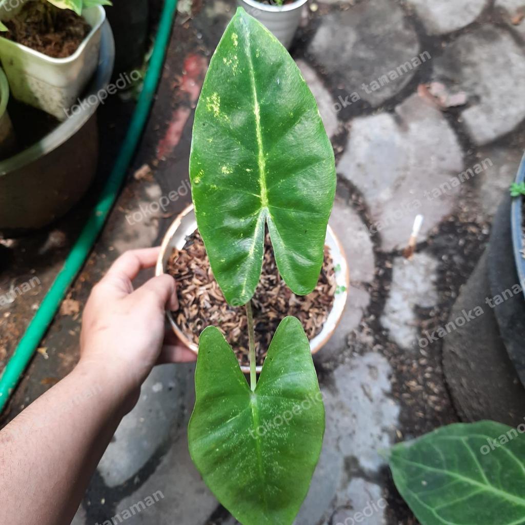 Alocasia New Guinea Gold Sente Kuning Medium