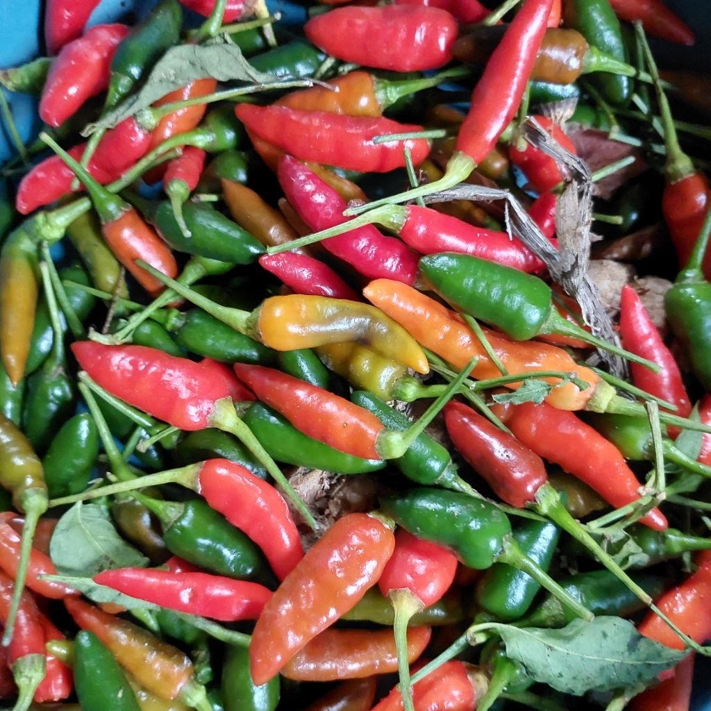 

Cabai Rawit Kampung 500gram