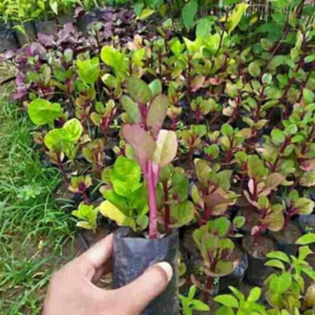 

Daun binahong segar untuk obat isi 50 lembar