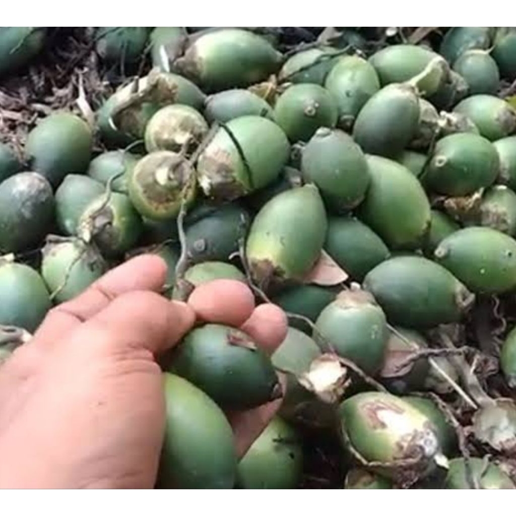 

Pinang muda ready 500 gram hemat murah-az