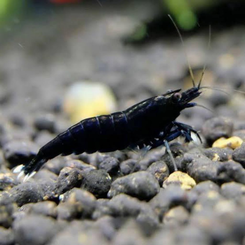 udang hias air tawar - 3 ekor