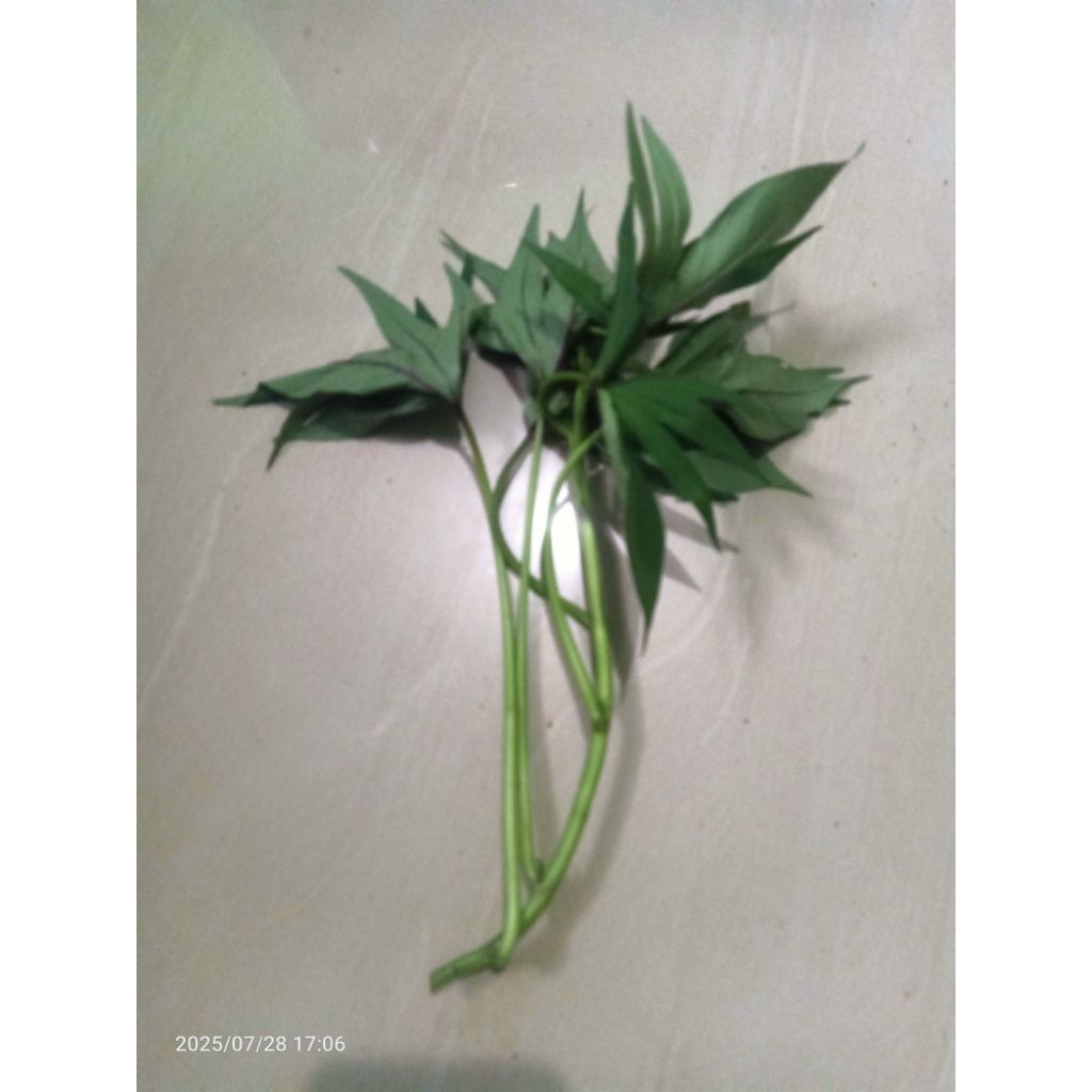 

JUAL BIBIT UBI MADU 1 PCS