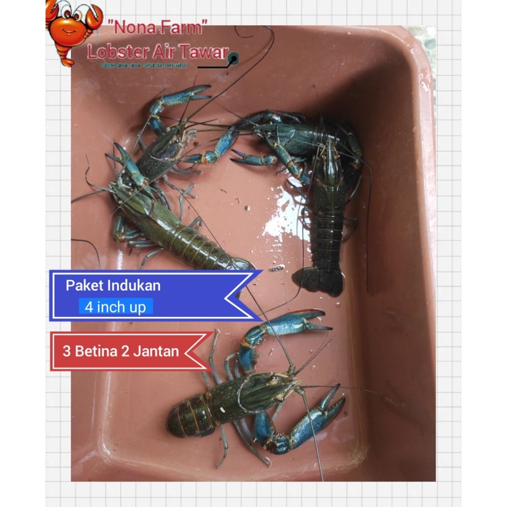 1 Set Indukan Lobster Air Tawar 4inch up (3betina 2jantan)