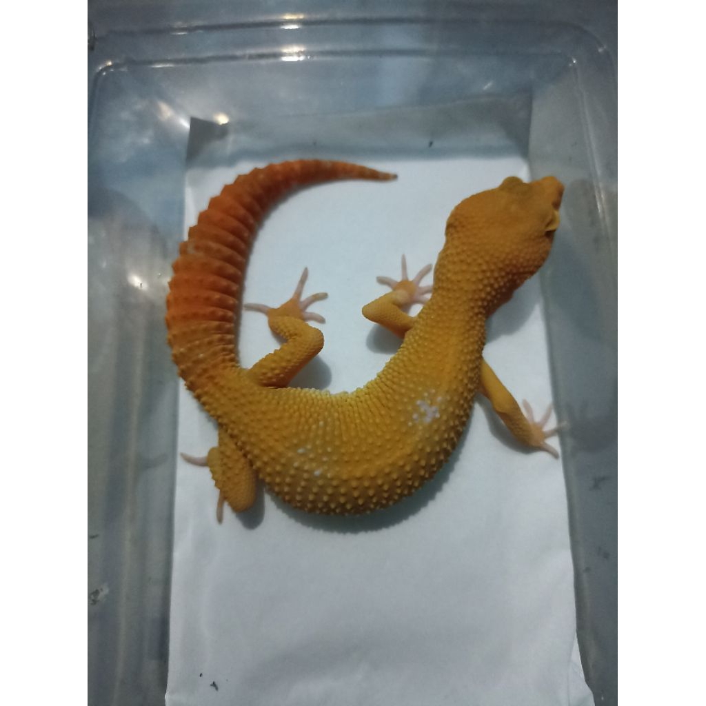 Mainan Anak Leopard Gecko Sunglow