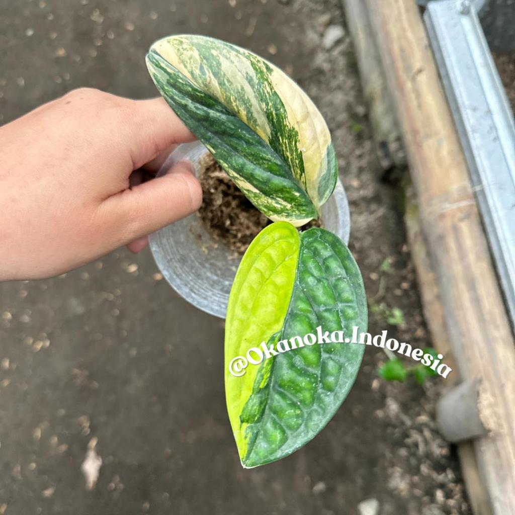 Monstera Karstenianum Varigata Tanaman Hias