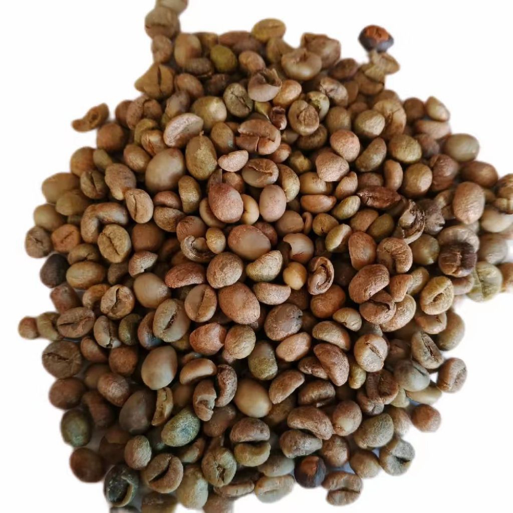 Kopi Biji Robusta Mentah 1kg Belum Di Sangrai Biji Kopi Asli Lampung