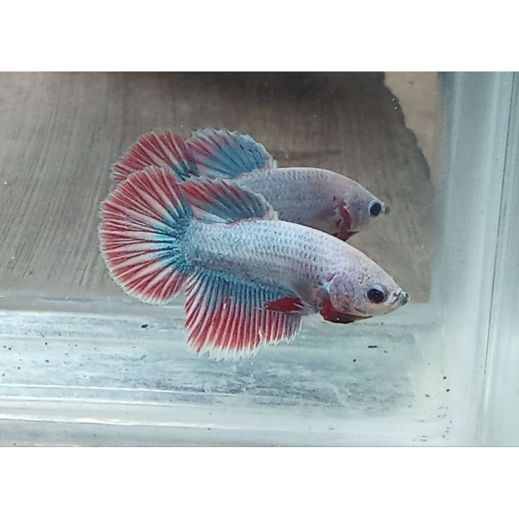 ikan cupang bagan plakat warna random cupang hias cupang bagan hiasan akuarium