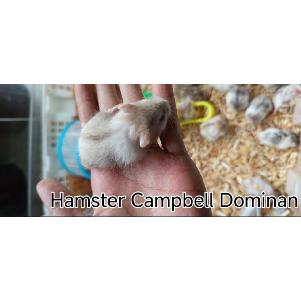Hamster Campbell Dominan