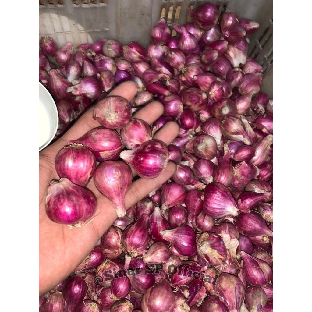 

Bawang Merah Segar – Harum & Siap Masak
