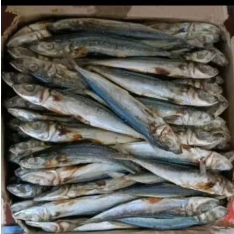 

(500gram) ikan asin pedo