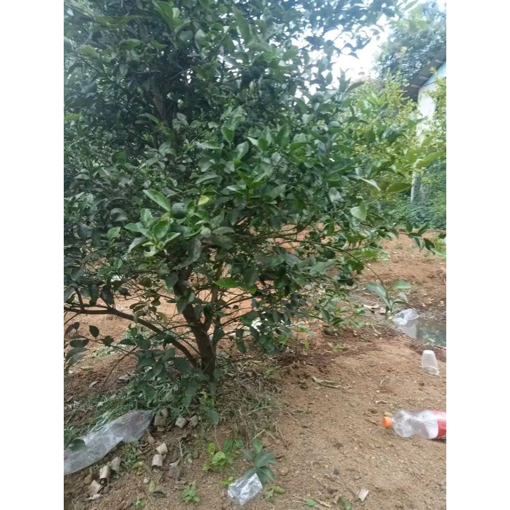 

jeruk limau/jeruksambal