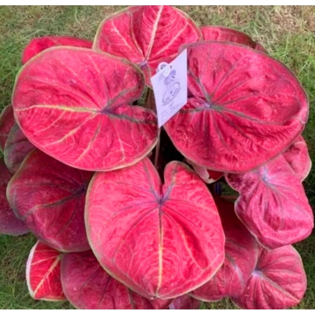( BISA COD ) Caladium Kusumo Merah  Keladi Hias Kusumo Merah Tanaman Hias Keladi Murah Meriah / Kela