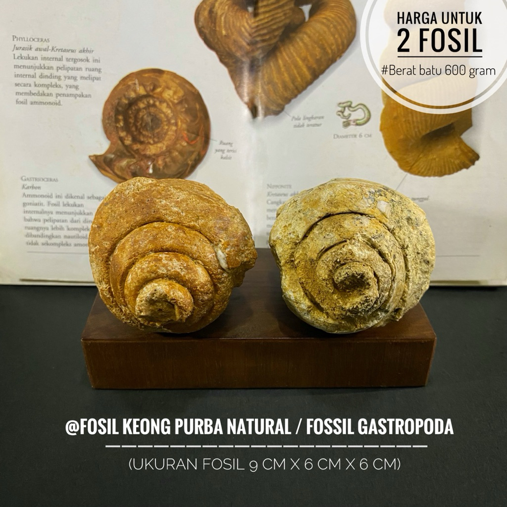 Fosil Keong Purba Natural B70 atau Fossil Gastropoda atau Fossil Snail atau Fosil Kerang atau Fosil 