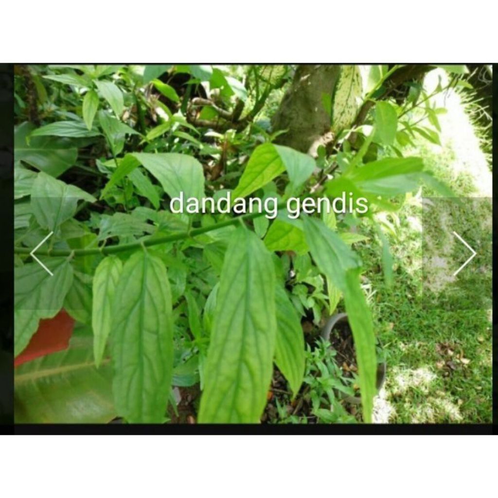 

daun belalai gajah - dandang gendis 250 gram