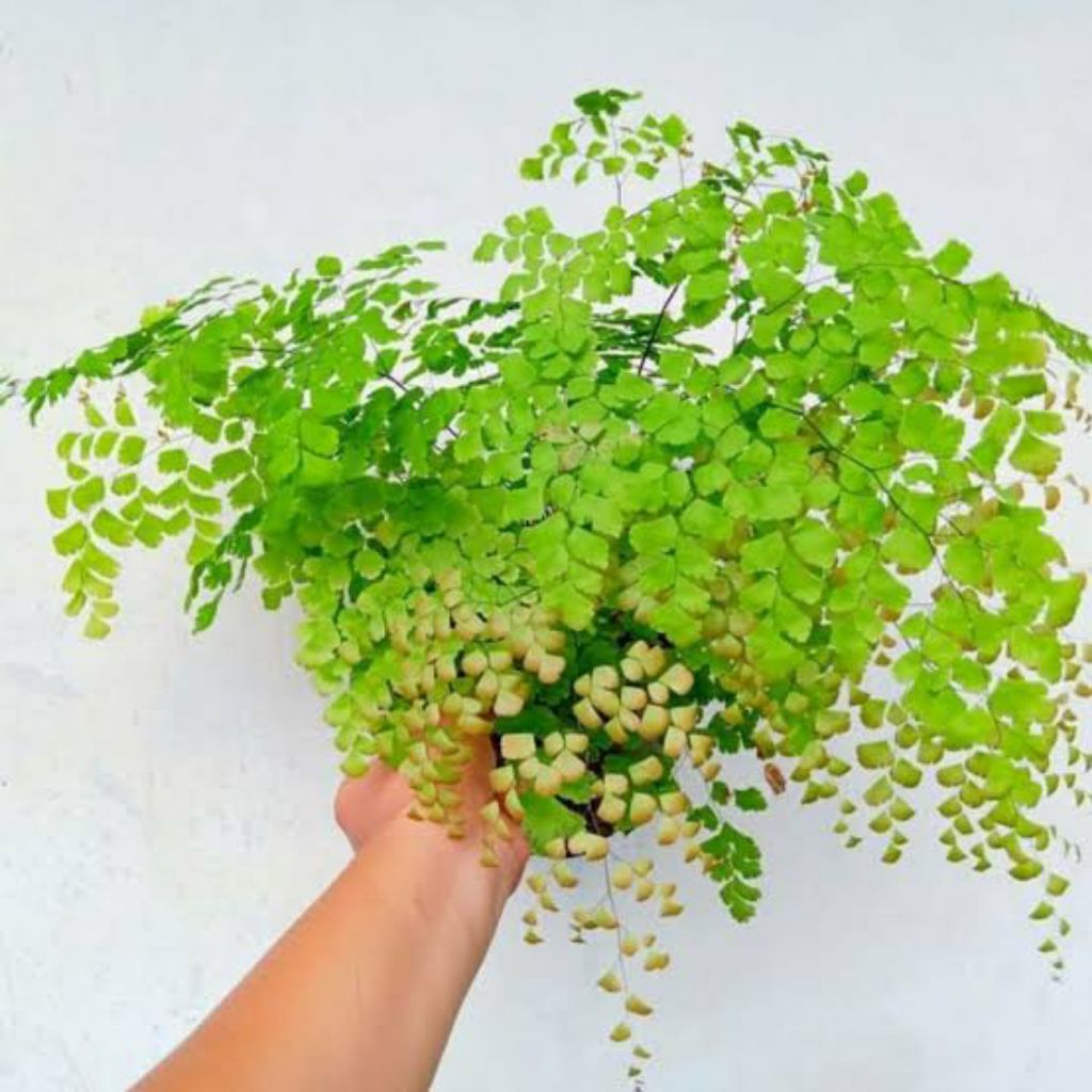 Tanaman hias suplir daun kecil murah