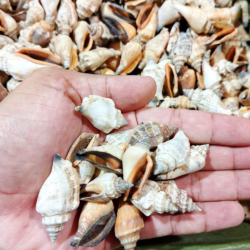 Cangkang kerang lambe - kerang kecil - kerang hias - kerang dekorasi - cangkang kerang hias grosir