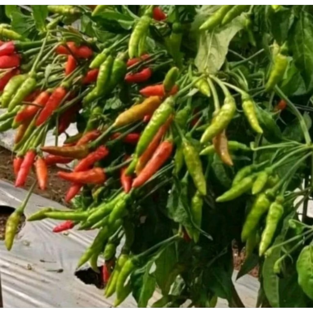 200 Benih Cabe Rawit Dompolan Orion Hijau