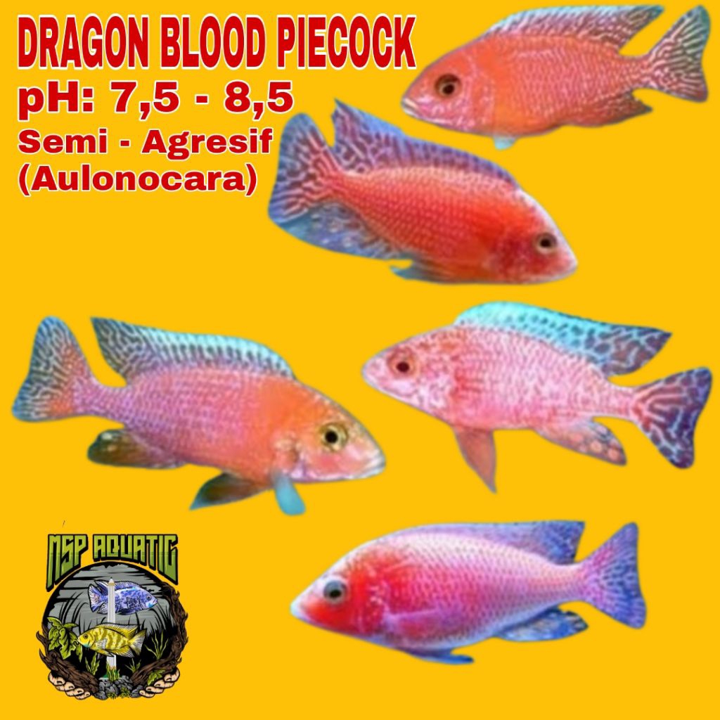 Jaydening Aulonocara Dragon Blood Cichlid