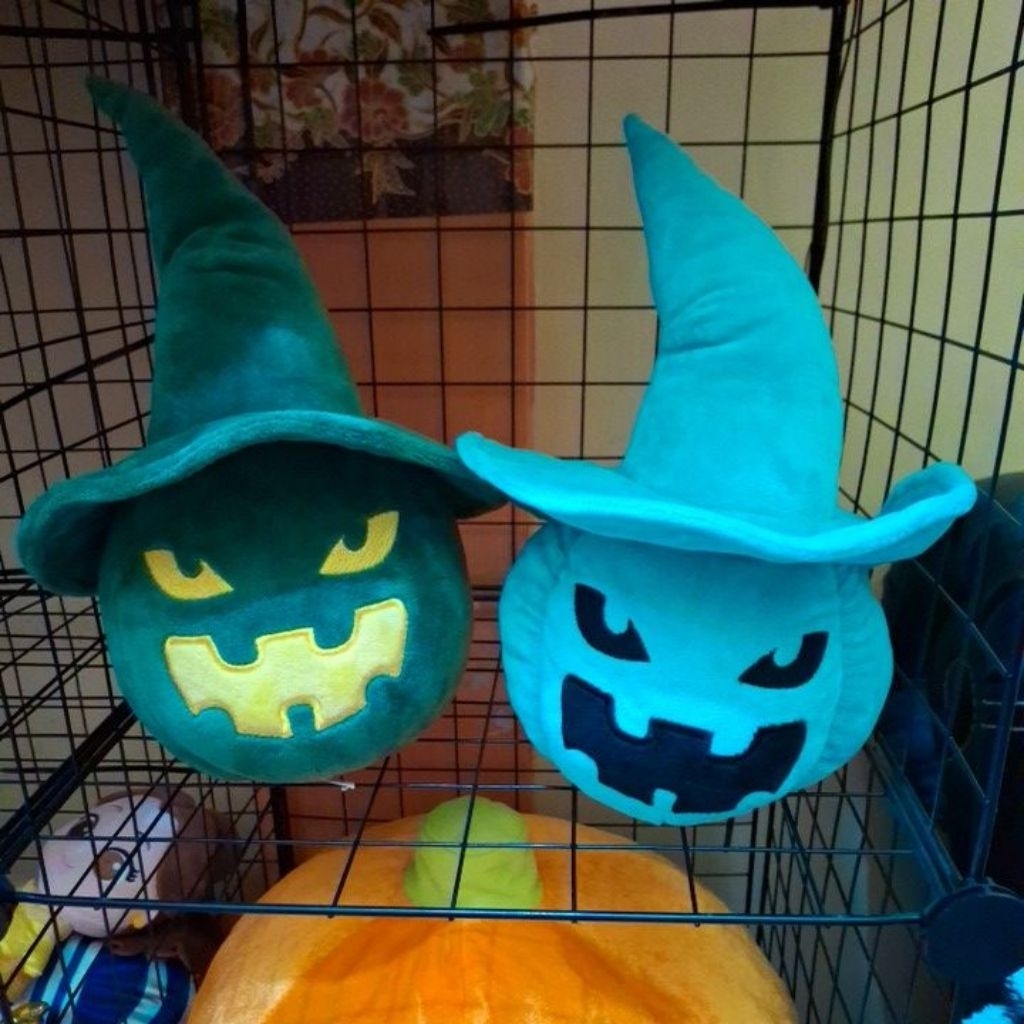 

Pumkin Labu Waluh hijau dan biru