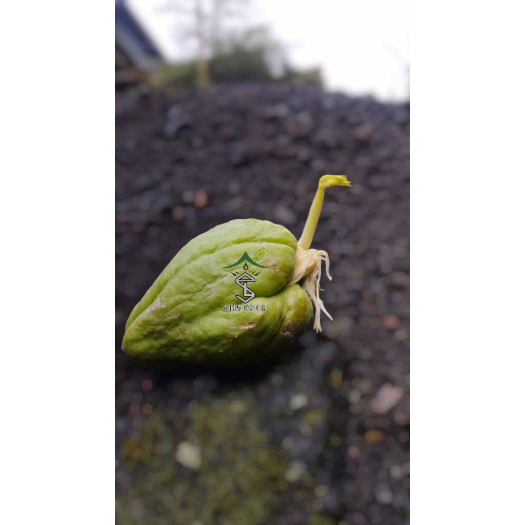 

Jipang Bertunas Siap Tanam