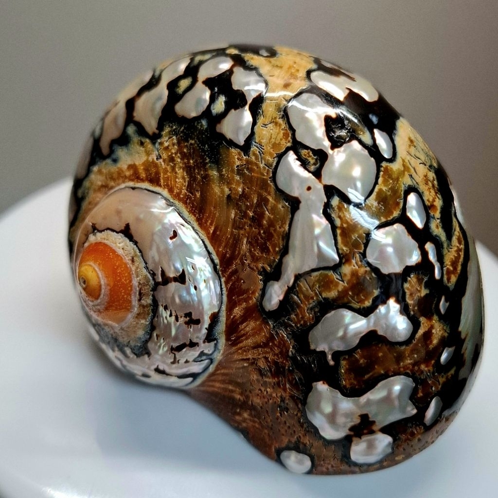 MEDIUM SIZE - Cangkang Rumah Kelomang Turbo Sarmaticus - Diameter 3,6 ~ 4,5 Cm