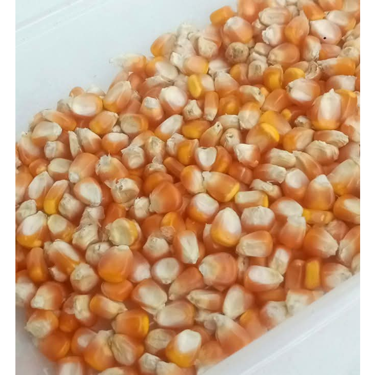 

Jagung pakan ternak,Jagung bersih dan kering 500 gr dan 1 kg