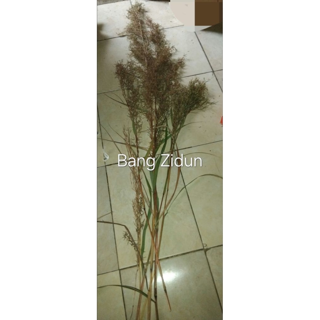 

Bunga sereh, Bunga serai paket hemat